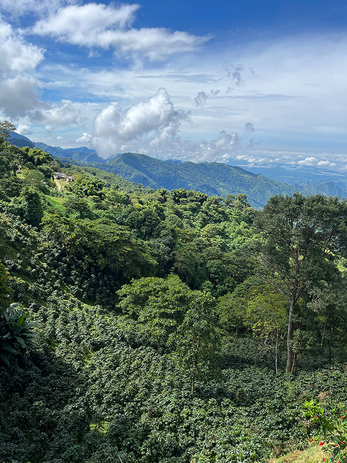 Kolumbien Landschaftsbild Kaffeeplantage